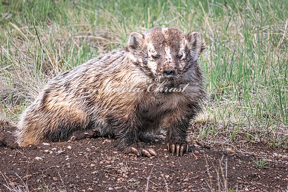 Badger 23 - May 23, 2026 - Wind Cave National Park South Dakota
