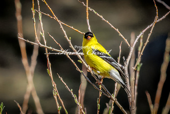 Goldfinch 15 - May 23, 2026 - Custer State Park South Dakota