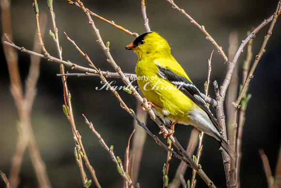 Goldfinch 16 - May 23, 2026 - Custer State Park South Dakota