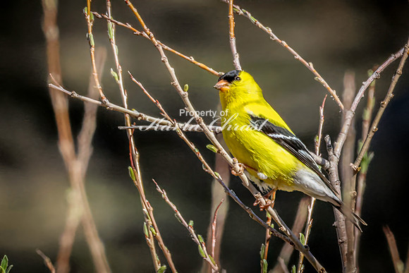 Goldfinch 17 - May 23, 2026 - Custer State Park South Dakota