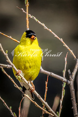 Goldfinch 19 - May 23, 2026 - Custer State Park South Dakota