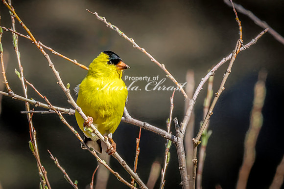 Goldfinch 20 - May 23, 2026 - Custer State Park South Dakota