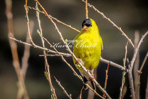 Goldfinch 21 - May 23, 2026 - Custer State Park South Dakota