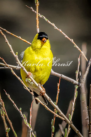 Goldfinch 23 - May 23, 2026 - Custer State Park South Dakota