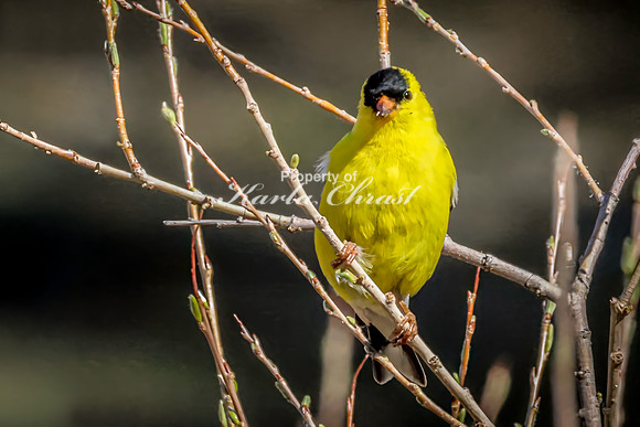 Goldfinch 24 - May 23, 2026 - Custer State Park South Dakota