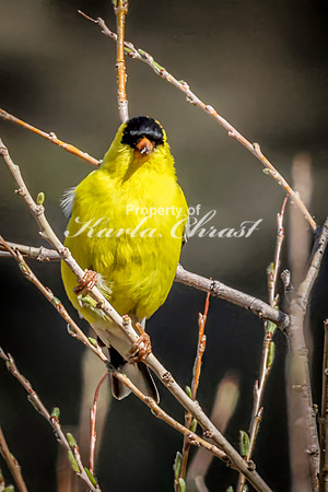 Goldfinch 25 - May 23, 2026 - Custer State Park South Dakota