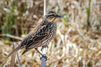 Red-Winged Blackbird 17 - May 23, 2026 - Mickelson Trail South Dakota
