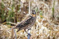 Red-Winged Blackbird 18 - May 23, 2026 - Mickelson Trail South Dakota