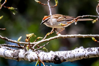 Chipping Sparrow 7 - May 23, 2026 - Mickelson Trail South Dakota