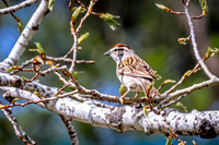 Chipping Sparrow 8 - May 23, 2026 - Mickelson Trail South Dakota