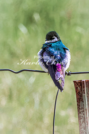 Violet-green Swallow 2 - May 23, 2026 - Mickelson Trail South Dakota