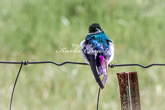 Violet-green Swallow 3 - May 23, 2026 - Mickelson Trail South Dakota