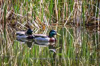 Mallard 24 - May 23, 2026 - Mickelson Trail South Dakota