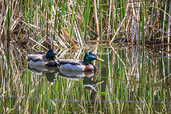 Mallard 24 - May 23, 2026 - Mickelson Trail South Dakota