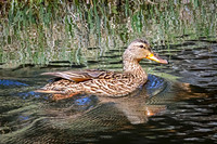 Mallard 25 - May 23, 2026 - Mickelson Trail South Dakota