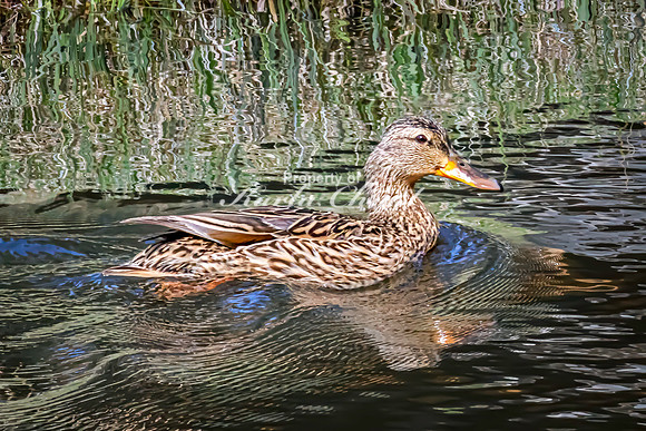 Mallard 25 - May 23, 2026 - Mickelson Trail South Dakota