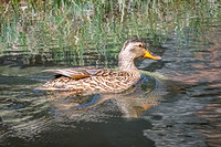 Mallard 26 - May 23, 2026 - Mickelson Trail South Dakota