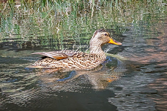 Mallard 26 - May 23, 2026 - Mickelson Trail South Dakota