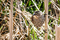 Red-Winged Blackbird 19 - May 23, 2026 - Mickelson Trail South Dakota
