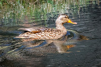 Mallard 27 - May 23, 2026 - Mickelson Trail South Dakota