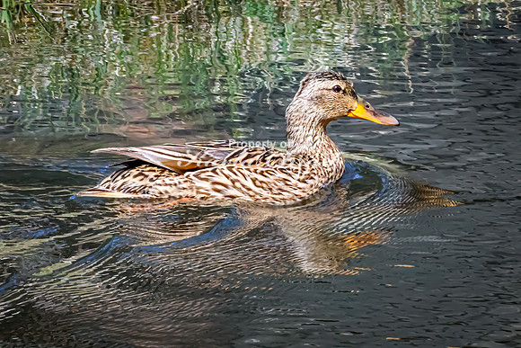 Mallard 27 - May 23, 2026 - Mickelson Trail South Dakota