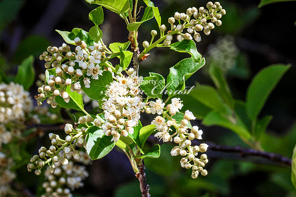 Choke Cherry 2 - May 23, 2026 - Mickelson Trail South Dakota