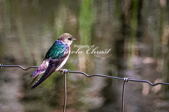 Violet-green Swallow 6 - May 23, 2026 - Mickelson Trail South Dakota