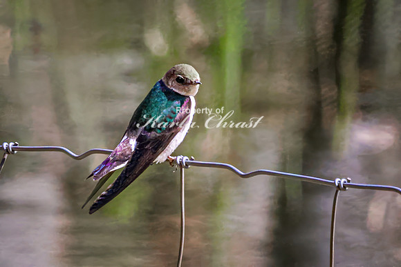 Violet-green Swallow 8 - May 23, 2026 - Mickelson Trail South Dakota