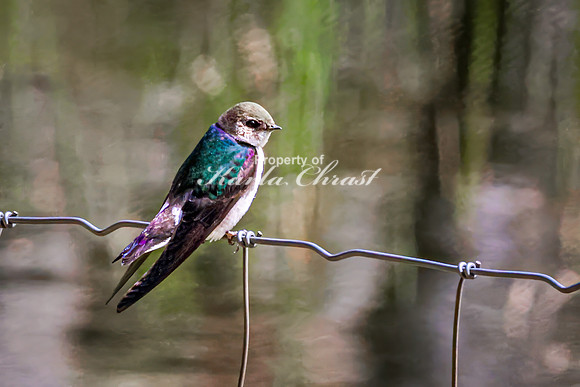 Violet-green Swallow 10 - May 23, 2026 - Mickelson Trail South Dakota