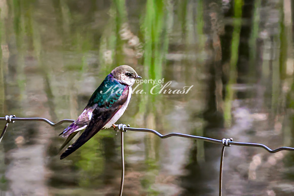 Violet-green Swallow 11 - May 23, 2026 - Mickelson Trail South Dakota