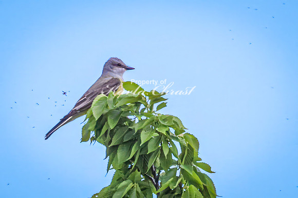 Western Kingbird 6 - May 23, 2026 - Oacoma City Park Oacoma South Dakota