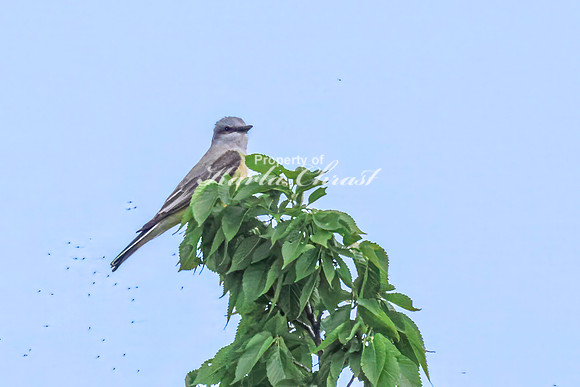 Western Kingbird 7 - May 23, 2026 - Oacoma City Park Oacoma South Dakota