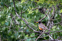 American Robin 58 - May 23, 2026 - Oacoma City Park Oacoma South Dakota