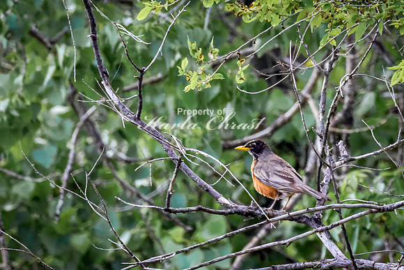American Robin 58 - May 23, 2026 - Oacoma City Park Oacoma South Dakota