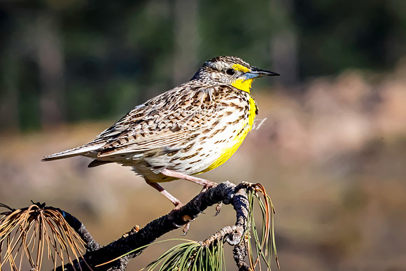 Western Meadowlark 46 - May 20, 2026 - Custer State Park South Dakota