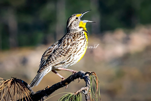 Western Meadowlark 47 - May 20, 2026 - Custer State Park South Dakota