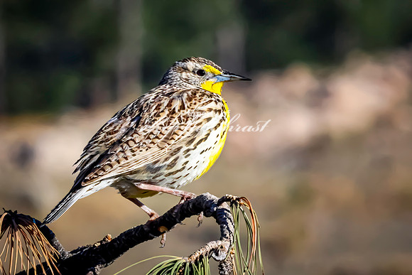 Western Meadowlark 48 - May 20, 2026 - Custer State Park South Dakota