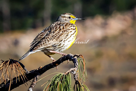 Western Meadowlark 49 - May 20, 2026 - Custer State Park South Dakota