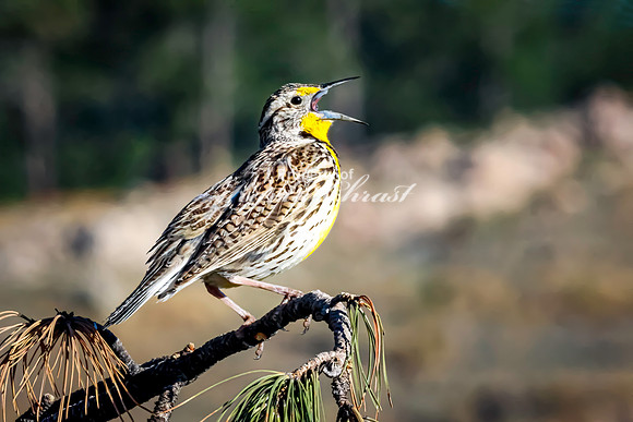 Western Meadowlark 50 - May 20, 2026 - Custer State Park South Dakota
