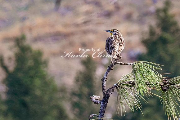 Western Meadowlark 51 - May 23, 2026 - Custer State Park South Dakota