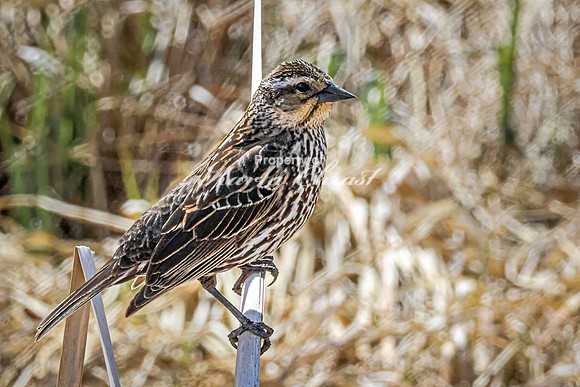 Red-Winged Blackbird 17 - May 23, 2026 - Mickelson Trail South Dakota