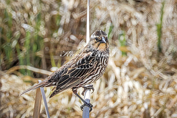 Red-Winged Blackbird 18 - May 23, 2026 - Mickelson Trail South Dakota