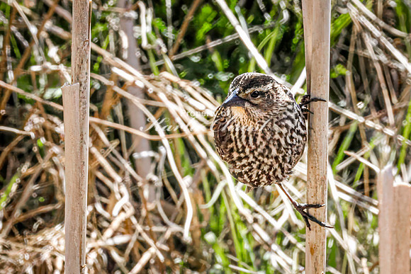 Red-Winged Blackbird 19 - May 23, 2026 - Mickelson Trail South Dakota