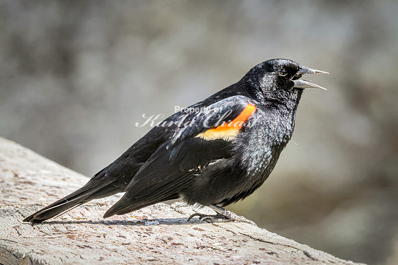 Red-Winged Blackbird 20 - May 23, 2026 - Mickelson Trail South Dakota