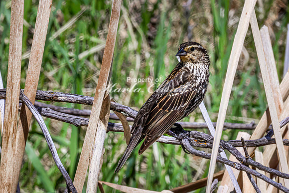 Red-Winged Blackbird 21 - May 23, 2026 - Mickelson Trail South Dakota