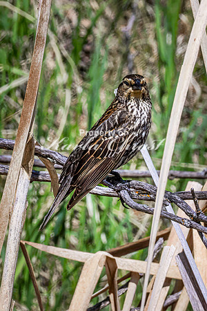 Red-Winged Blackbird 22 - May 23, 2026 - Mickelson Trail South Dakota