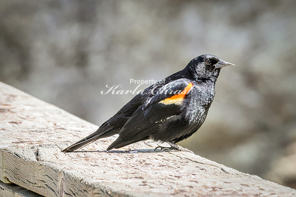 Red-Winged Blackbird 23 - May 23, 2026 - Mickelson Trail South Dakota