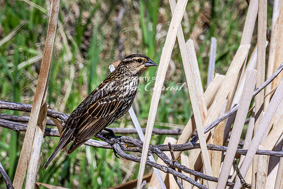 Red-Winged Blackbird 24 - May 23, 2026 - Mickelson Trail South Dakota