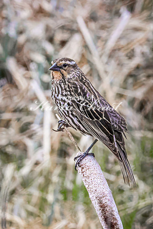 Red-Winged Blackbird 25 - May 23, 2026 - Mickelson Trail South Dakota
