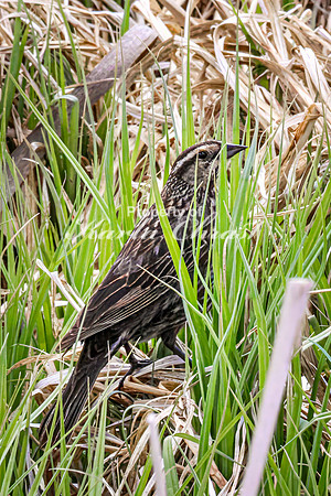 Red-Winged Blackbird 26 - May 23, 2026 - Mickelson Trail South Dakota